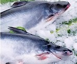 Hungca Fish